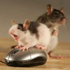 Mouse e topi...