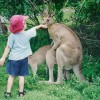 Il bambino impiccione ed i canguri