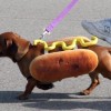 Hot-Dog: cane-caldo