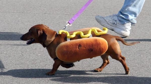 Hot-Dog: cane-caldo