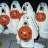 Cani vestiti per Halloween