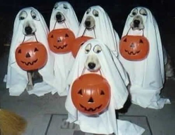 Cani vestiti per Halloween