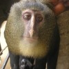 Lesula, la scimmia dal volto umano 2