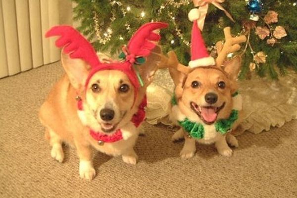 Cagnolini travestiti per natale