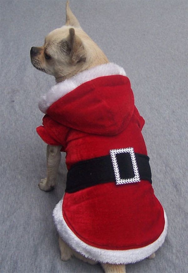 Vestiti Di Natale Per Cani.Ma Cosa Cani Natalizi