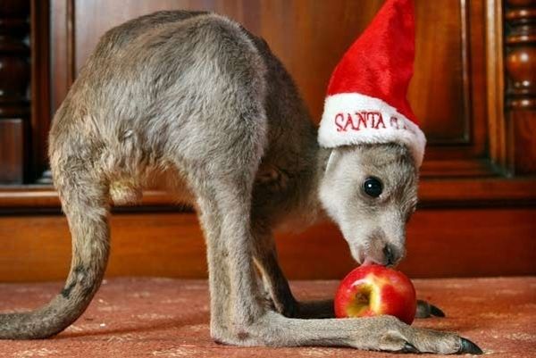 Canguro con mela di Natale