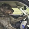 cani al volante 1