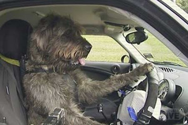 cani al volante 1