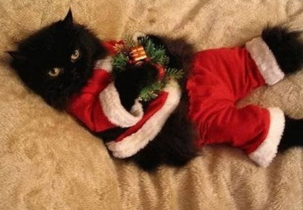 Gatto nero Babbo Natale