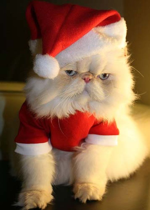 Gatto bianco Babbo Natale