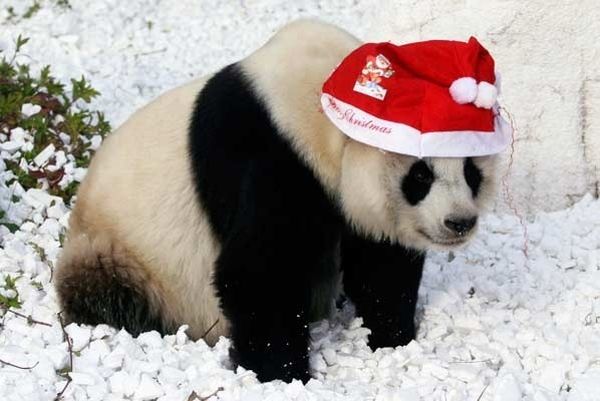 Panda con cappello natalizio