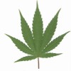 marijuana foglie