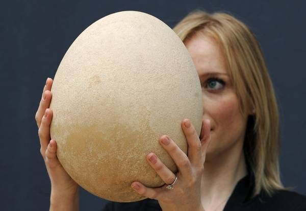 Uovo gigante in mostra 