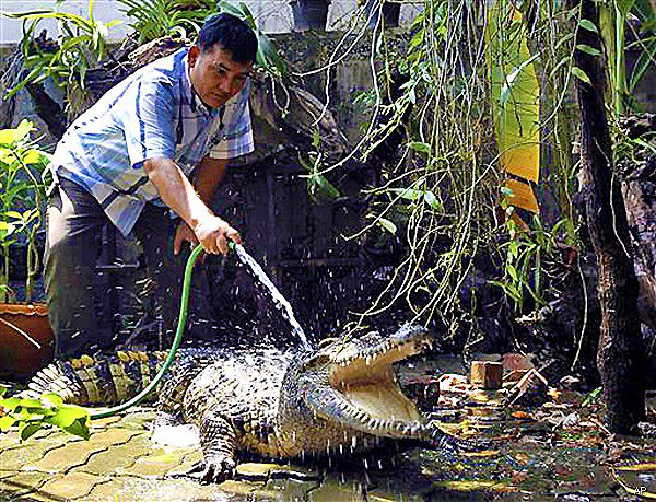 Coccodrillo da guardia 1