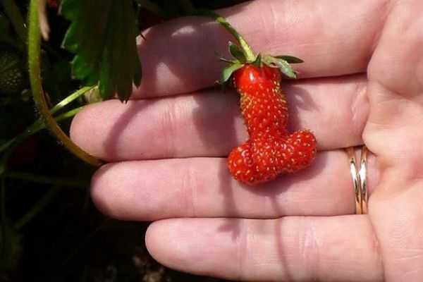 Fragola dalla forma strana 2