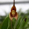Orchidea Dracula-Simia