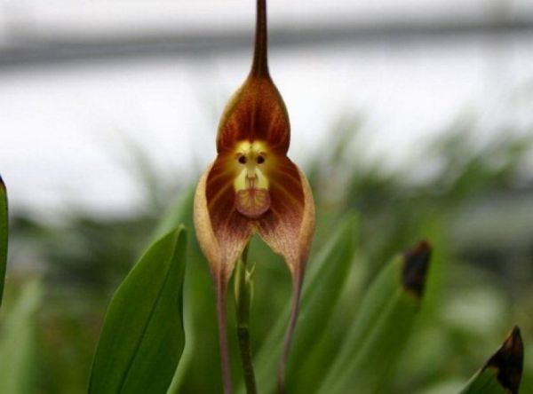 Orchidea Dracula-Simia