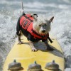 City Surf Dog 2