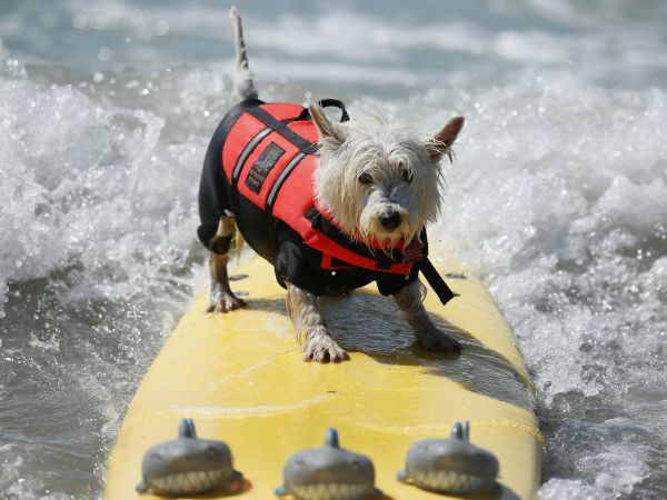 City Surf Dog 2