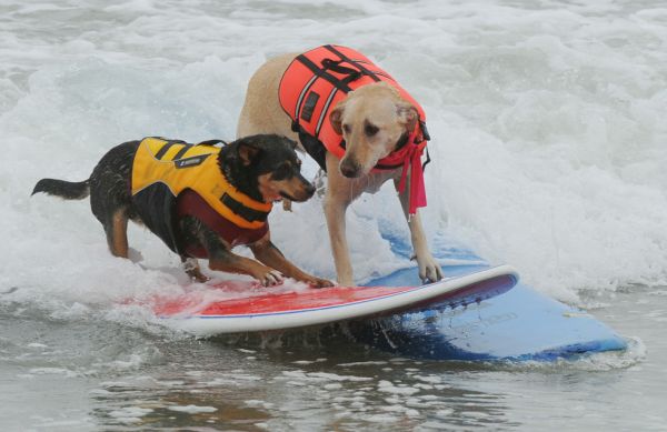 City Surf Dog 3