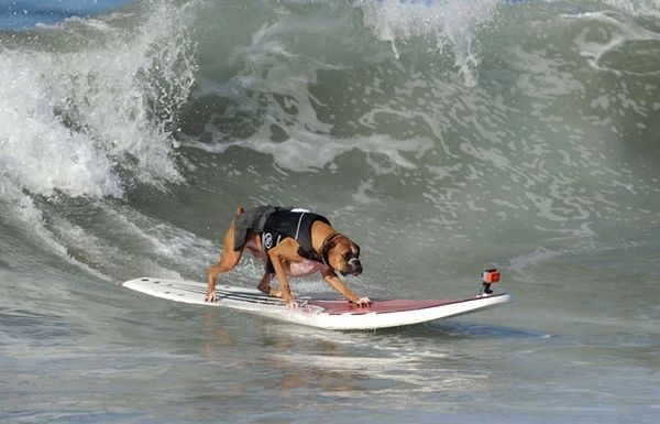 City Surf Dog 4