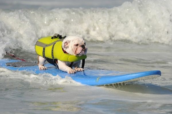 City Surf Dog 5