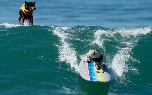 City Surf Dog 6