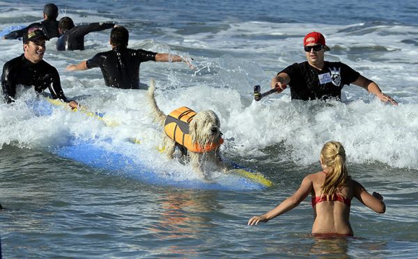 City Surf Dog 8