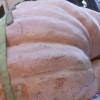 Una zucca da 900 kg