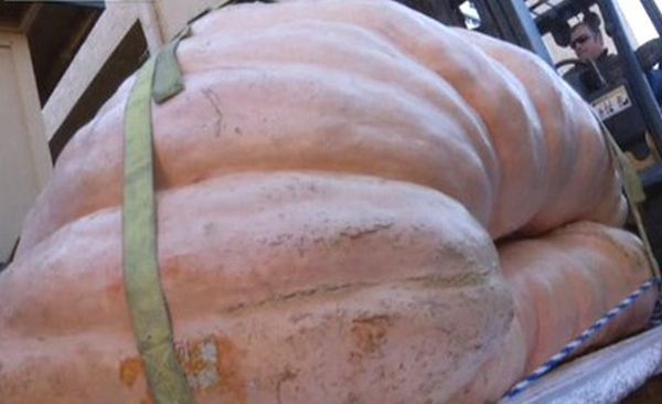 Una zucca da 900 kg