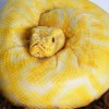 Torta a forma di serpente 1