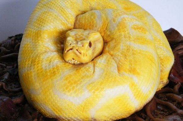 Torta a forma di serpente 1