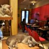 Cat Cafè