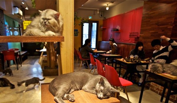 Cat Cafè