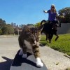 Didga: gatto fenomeno dello skateboard
