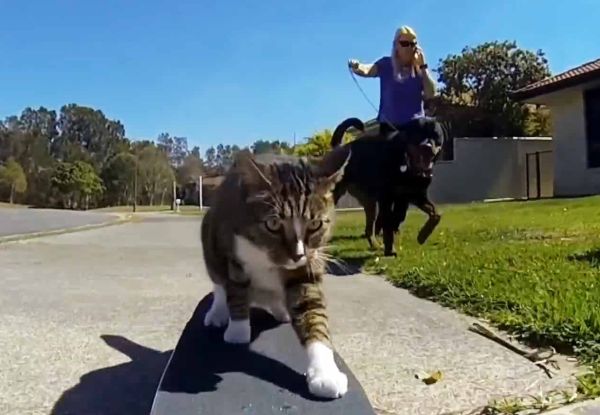 Didga: gatto fenomeno dello skateboard