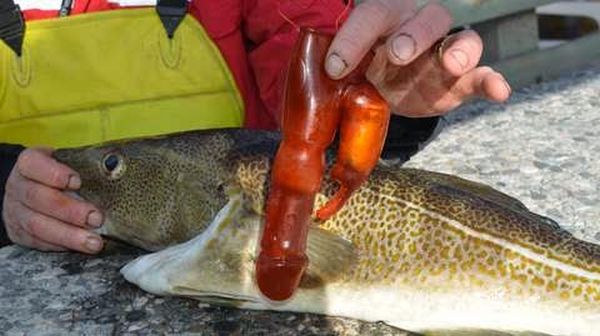 Pescatore trova vibratore dentro pesce 2