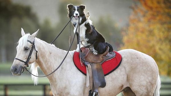 Border Collie addestratore di cavalli 1