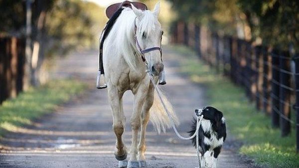 Border Collie addestratore di cavalli 3