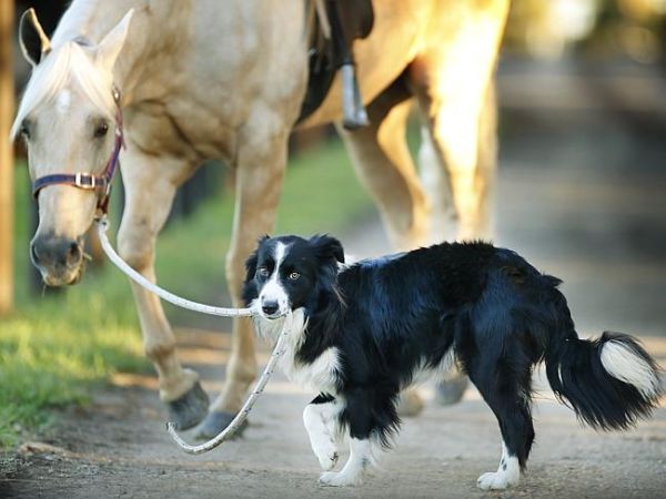 Border Collie addestratore di cavalli 4