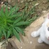 Gatto con marijuana