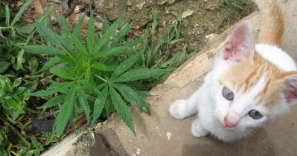 Gatto con marijuana 