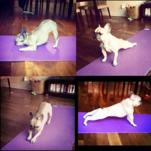 cane che fa yoga