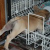 cane in lavastovoglie