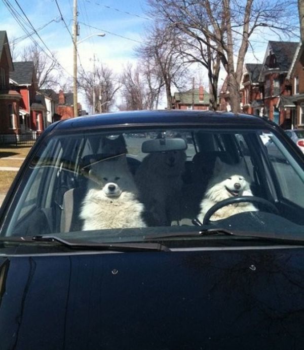 cani al volante