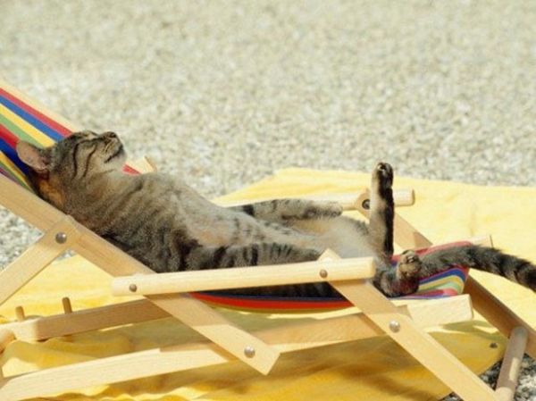 gatto sdraiato al sole