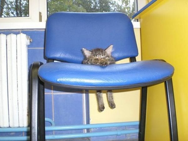 gatto su sedia 1