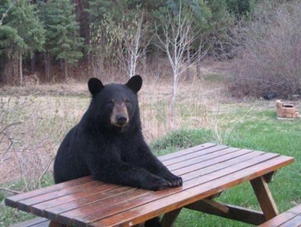 orso-pronto per il pic-nic