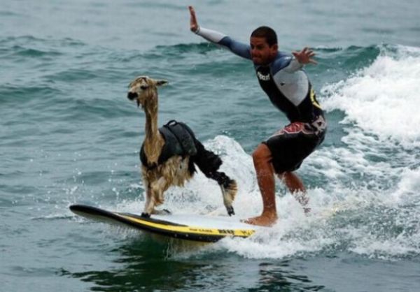 surfing-dog