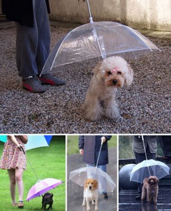 ombrello per cani